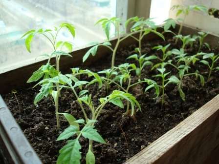 Апрель подходит для начала выращивания рассады только ультраранних и супердетерминантных сортов помидоров.