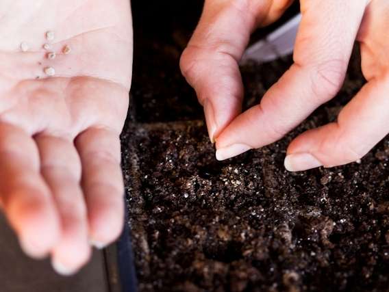 Для того чтобы семена баклажанов хорошо проросли, их нужно сеять в прогретую почву и поливать теплой водой. 