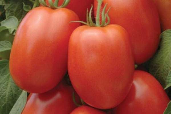 Барнаульский консервный Этот томат сибирской селекции принадлежит к числу детерминантных ранних сортов для открытого грунта.