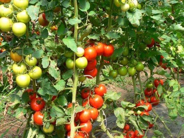 Как правильно подкармливать помидоры во время цветения и плодоношения?