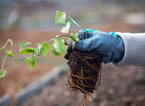 Клематисы, пересадка осенью которых выполняется до наступления холодов, поможет вам не только сохранить растение, но и придать ему сил для будущего роста. Итак, с чего же начинать?