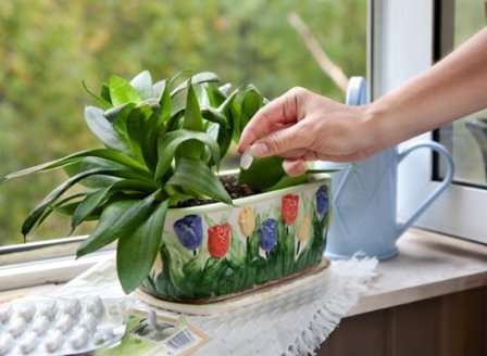 Удобрение для комнатных растений в домашних условиях – важная составляющая в нормальной жизнедеятельности цветка.