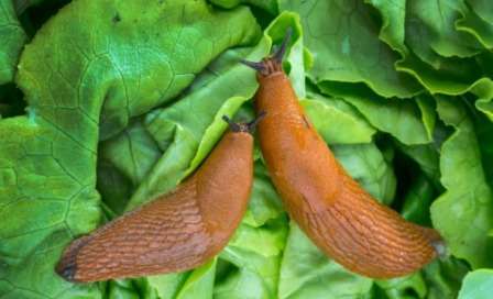 Метод 2. Отпугивающие растения