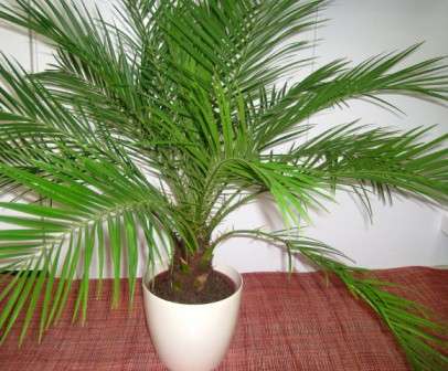 Тема этой статьи – комнатная пальма: фото и название. Как ухаживать за этим особым растением?