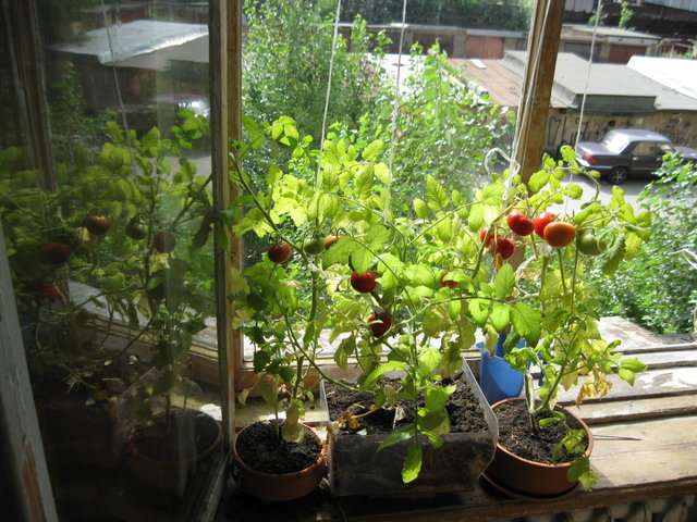 Итак, помидоры на окне, выращивание которых по силам даже неопытным огородникам, - это увлекательное и продуктивное занятие. Надеемся, что у вас получиться накормить своих родных и близких сладкими, сочными и ароматными томатами.