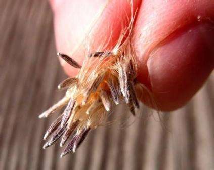 Обязательно произведите перед посадкой такие мероприятия, как перекопка земли (на глубину 30 см), удаление сорняков и тщательный полив. Желательно при перекопке добавить в грунт известь или доломитовую муку.