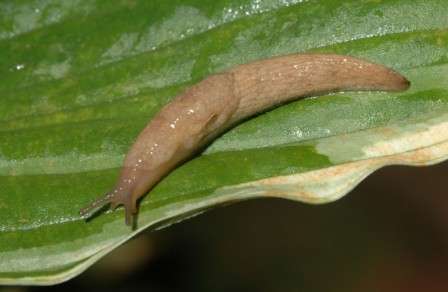 Но отчаиваться не стоит! От слизней можно избавиться, сохранив, при этом свой урожай полностью. Что для этого необходимо?