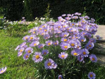 Представляем вашему вниманию несколько разновидностей многолетних альпийских астр на фото.