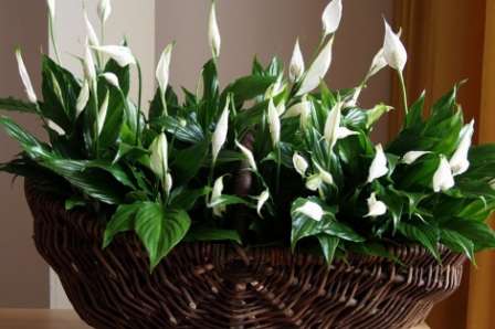 Тема этой статьи – спатифиллум – уход в домашних условиях. Фото растения, представленные на нашем сайте, помогут вам еще больше полюбить цветок и научат правильному уходу за ним.