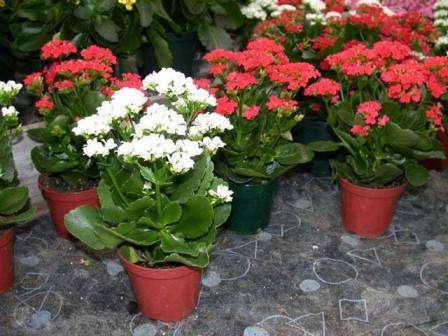 Хамедорея изящная Chamaedorea Elegans или комнатная