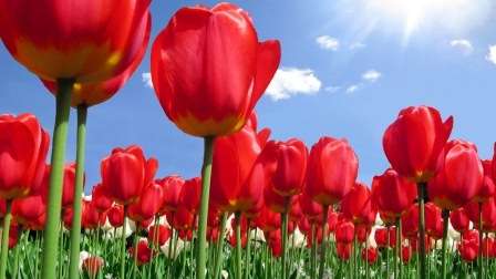 Когда сажать тюльпаны осенью на свое дачном участке? Этот вопрос стоит особого внимания, так как если не угадать со сроками, цветения придется ждать слишком долго или оно не наступит вовсе.