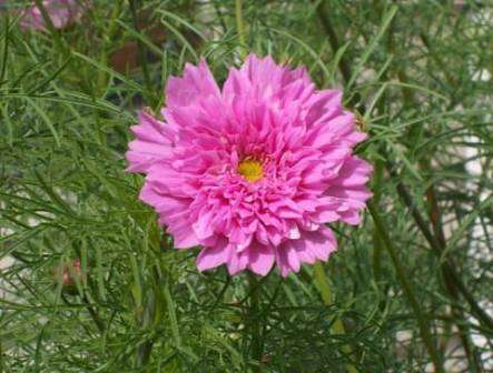 Этот цветок цветет очень длительное время, начиная с июня месяца и до тех пор, пока не начнутся первые заморозки. Еще он популярен среди садоводов тем, что неприхотлив и хорошо размножается.