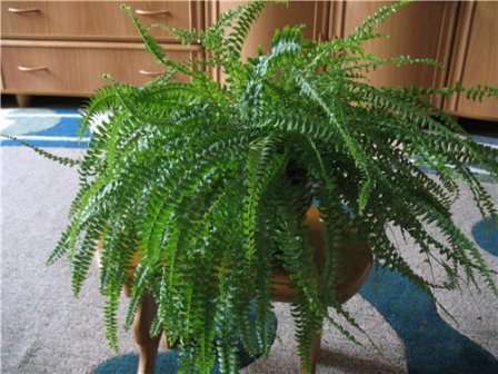 Комнатные папоротники — лучшие растения для вашего дома. Фото и названия