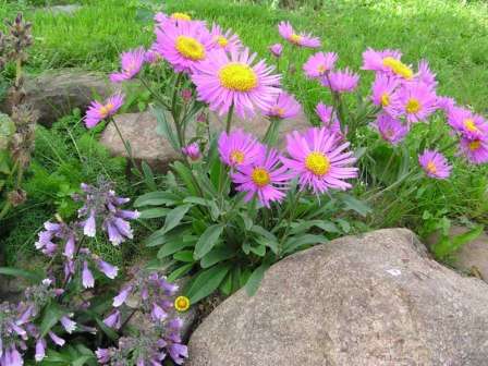 Представляем вашему вниманию несколько разновидностей многолетних альпийских астр на фото.