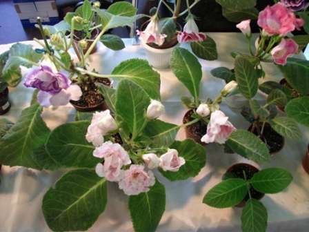 Итак, надеемся, что наша тема: глоксиния – фото, уход в домашних условиях, размножение поможет вам создать прекрасное растение на вашем подоконнике, которое будет радовать вас долгие годы. Пусть в вашем доме появится это удивительно красивое растение с белыми, розовыми и фиолетовыми цветами!
