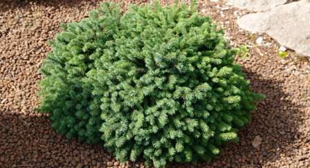 Что делать в таком случае? Лучше решение – выращивать Конику в декоративном горшке, который вы сможете легко занести в помещение на зим