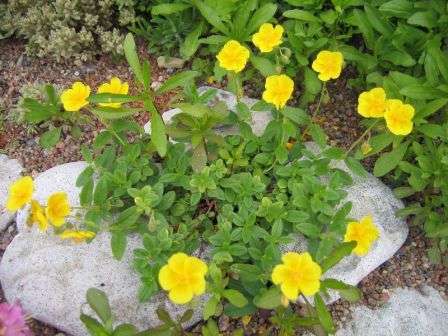 Тема этой статьи – солнцецвет – посадка и уход. Фото, представленные на нашем сайте, помогут вам полюбить цветок и обязательно посеять его на дачном участке.