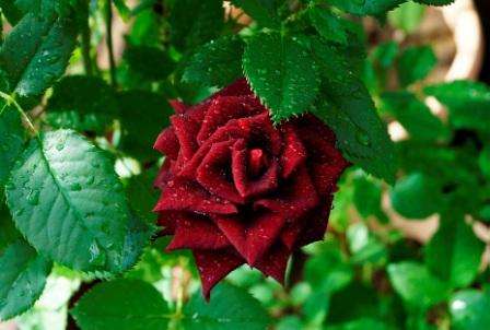 Описание сорта розы «Черная магия». Правила выращивания, фото