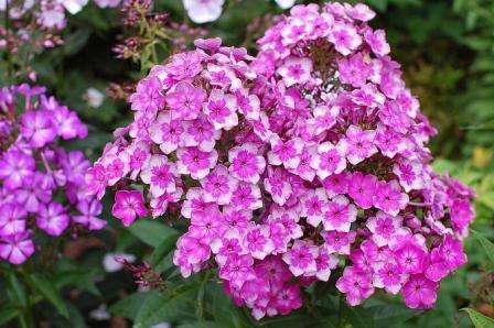 Сделайте свою жизнь чуточку приятнее — украсьте флоксами принадлежащий вам участок земли!