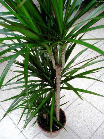  Драцена Маргината, уход в домашних условиях (фото) за которой несложен - одно из таких редкостных растений.
