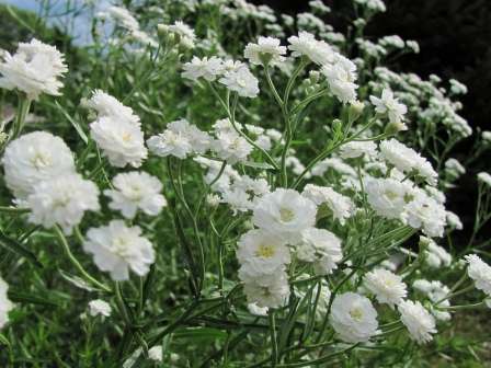 Gypsophila paniculata гипсофила на даче посадка и уход