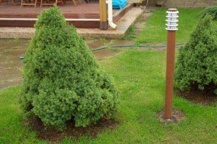 Чтобы предотвратить возникновение проблем, рекомендуется воспользоваться специальными препаратами, которые защитят ваше растение. Это может быть железный купорос, триходермином или алирином. В случае, когда ель сильно поражена, не стоит ее спасать – это может быть бесполезно. Гораздо лучше будет ее сжечь.