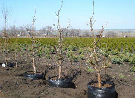 После покупки корни деревца необходимо замотать влажной тряпочкой, чтобы они дольше сохранились. Если этого не сделать, растение может пострадать от обезвоживания.