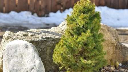 Время посадки выбирается в зависимости от систему грунта. Растения с открытой системой высаживаются в любое время года, кроме зимы, с закрытой – весной или осенью. Посадку следует совершать в пасмурный, нежаркий день, а само растение прикрыть каким-то материалом на пару дней, чтобы защитить непривыкшие к солнцу нежные иголочки.