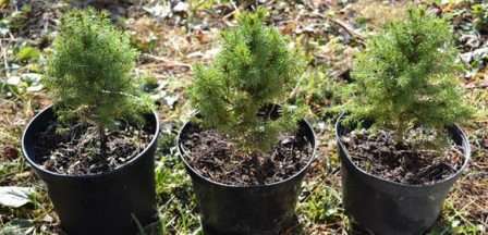 В домашних условиях необходимо лишь обеспечить ели все необходимые условия: регулярный полив, внесение качественных удобрений и небольшое количество рассеянного света. Прямые ультрафиолетовые лучи могут причинить вред растению, из-за чего иголки приобретут темно-багровый оттенок.