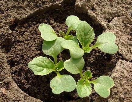 Если планируете выращивать рассаду под укрытием на даче, убедитесь, что почва на участке имеет щелочную реакцию. Если нет, добавьте в нее известь или золу. 