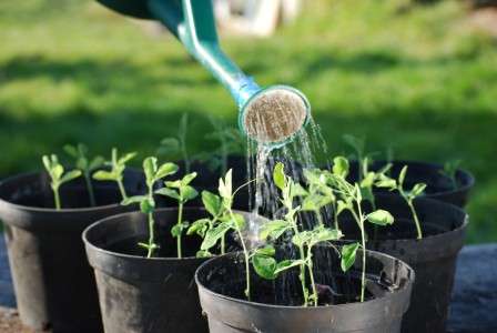 Чтобы рассада перца, выращенная в домашних условиях, была крепкой и здоровой, не стоит забывать о подкормке. Ее следует производить два раза: через две недели после пикировки и спустя две недели после первой подкормки.