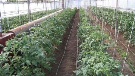 Закрепление разлогих кустов— важное мероприятие по уходу за томатами