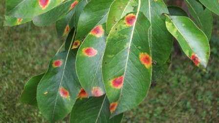 Проявление болезни — рыжие пятна на листьях, похожие на ржавчину. 