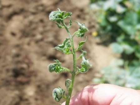 Не только переизбыток, но и недостаток некоторых минеральных веществ может привести к закручиванию листьев у рассады помидоров.