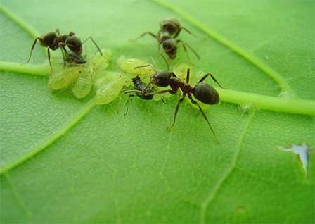 Итак, теперь вы знаете, как бороться с муравьями в саду и огороде. Надеемся, что наши советы окажутся для вас полезны.
