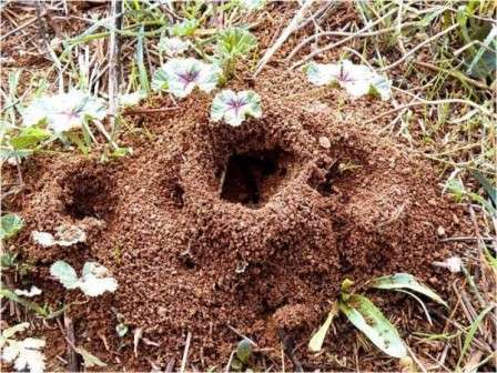 Как бороться с муравьями в саду и огороде?