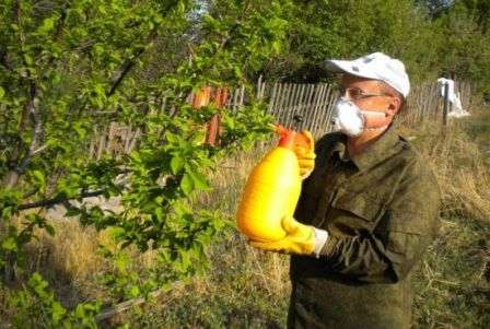 В случае обработки плодовых деревьев химическими методами, необходимо следовать инструкции. Обработку проводят в вечерние или утренние часы, при отсутствии ветра, не менее, чем за один месяц до созревания урожая.