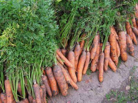 Когда сажать морковь в открытый грунт в 2019 году? Предлагаем вам узнать ответ на этот вопрос.