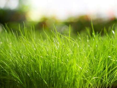 Газонная трава для ленивых – «Лилипут», посадка и уход за которой описан в этой статье, состоит из семян, подобранных таким образом, что любой огородник или дачник