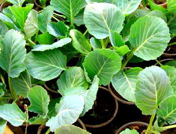 Как вырастить рассаду капусты в домашних условиях? Советы и наши рекомендации помогут вам получить хорошие, здоровые, крепкие саженцы