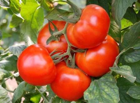 Итак, томат «Ажур», характеристика и описание сорта которого поможет даже начинающему дачнику вырастить хороший урожай, не требует особого внимания к себе и быстро приспосабливается к новым условия
