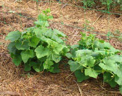 Для грамотного выращивания огурцов сорта Патти f1, нужно высадить семена на рассаду примерно в последних числах апреля или начале мая