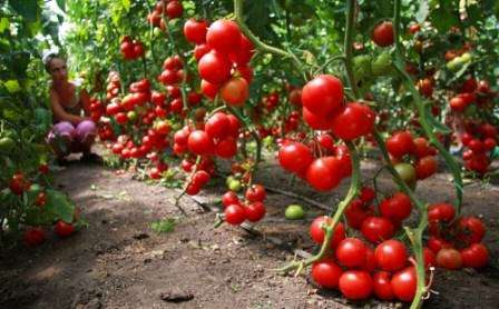 Итак, теперь вы знаете, какие семена помидор урожайные и низкорослые? Надеемся, что наши советы помогут вам вырастить на своем участке хороший урожая сочных томатов.