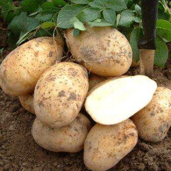 Если грунт содержит много песка в него добавляют торф или глину или наоборот. В грунт, в котором будет выращиваться Адретта не следует вносить натуральный навоз, он существенно ухудшает вкусовые качества картофеля этого сорта.