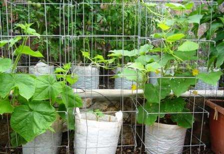 Посадка огурцов в мешках с землей — современный способ выращивания этого растения. В чем его суть?