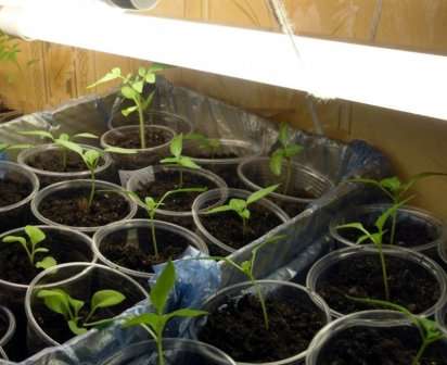 Как вырастить рассаду капусты в домашних условиях?