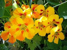 Настурция: очень интересный цветок желтых и оранжевых оттенков, с махровыми соцветиями, хорошо растет в тени (здесь она даст больше листвы, чем цветов), и на солнце.