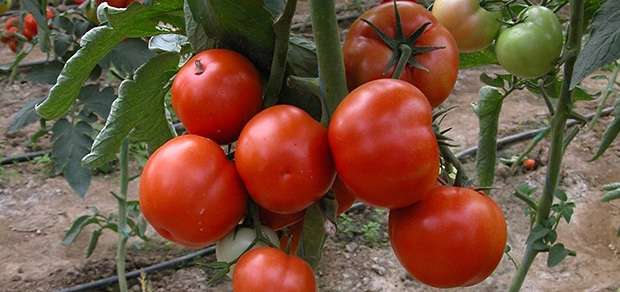 Важным преимуществом является отсутствие у томатов сорта Санька зеленого основания в районе расположения плодоножки.