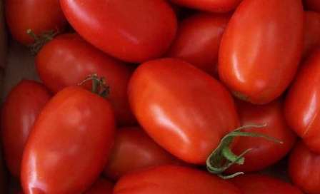 Обязательным условием ухода за томатами Каспар является удаление сорняков и рыхление почвы.