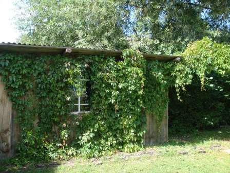 Девичий виноград: главную роль в украшении окружающего пространства у этой культуры играет пышная листва, которая способна менять свой оттенок в зависимости от температуры воздуха.